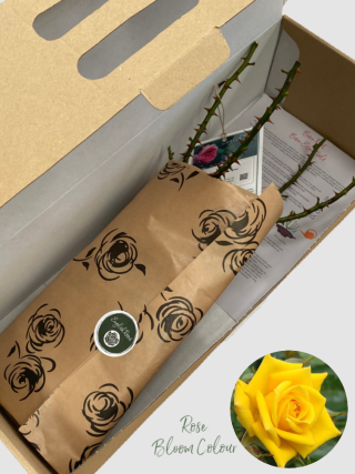 Bright Star Rose bare root