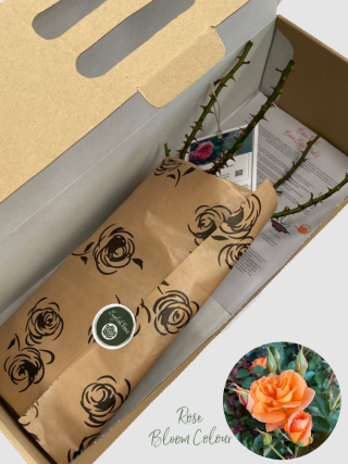 Brilliant sweet dream bare root