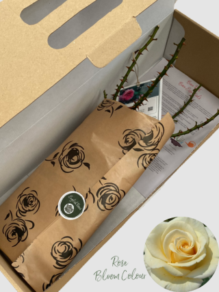 Diamond days forever bare root rose