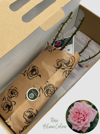 Diamond wishes bare root rose