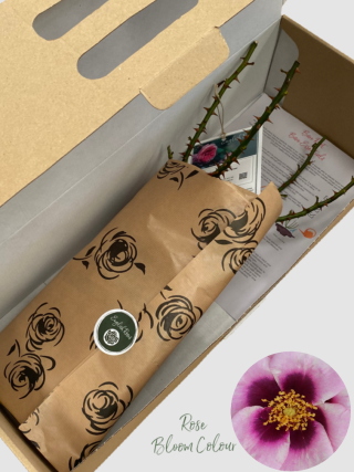 Eyes for you bare root rose