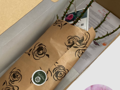 Eyes For You Rose - Bare Root Eyes For You Rose - Bare Root Image