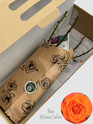 For you with love bare root rose