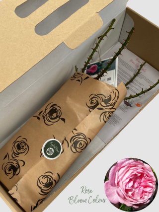 Forever friends bare root rose