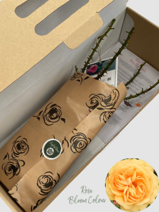 Golden Beauty bare root rose