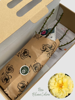 Golden Memories bare root rose