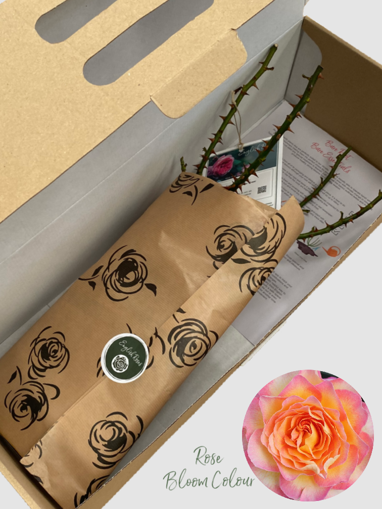 Gorgeous bare root rose