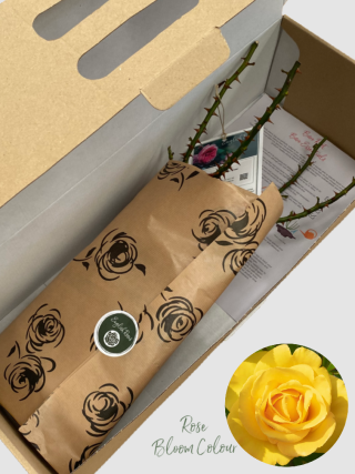 Grandma's bare root rose