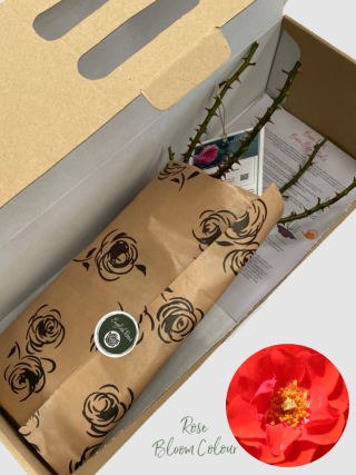 Grandpa's bare root rose