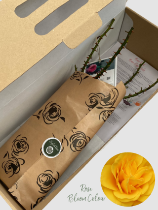 Guardian Angel bare root rose