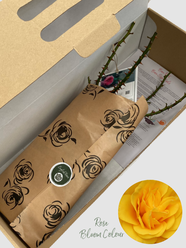 Guardian Angel bare root rose