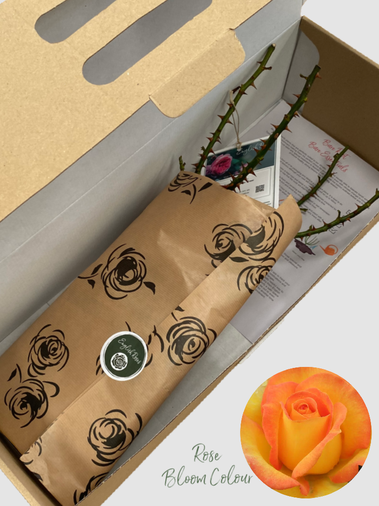 Happy Birthday bare root rose