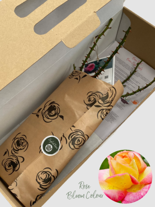 Love and Peace bare root rose