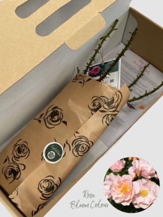 Loyal companion bare root rose