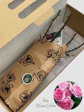 Mum in a million bare root rose