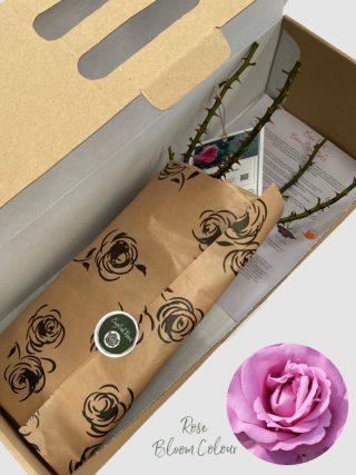 My lovely dad bare root rose