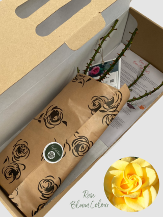 My lovely mum bare root rose