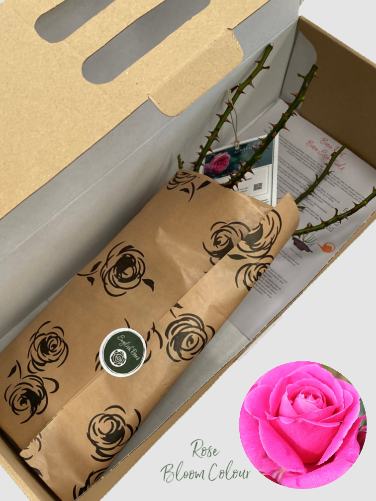 Naomi bare root rose