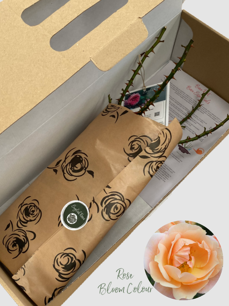 New Beginnings bare root rose