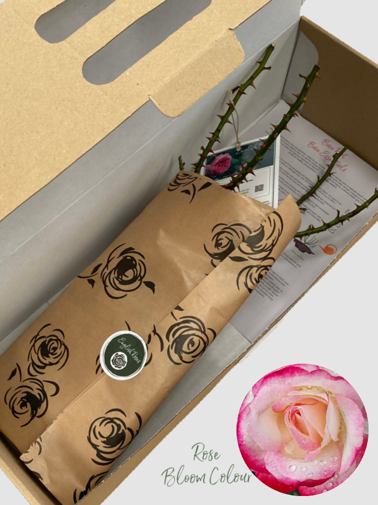 Nostalgia bare root rose