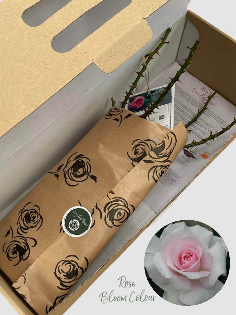 A Whiter Shade Of Pale bare root rose