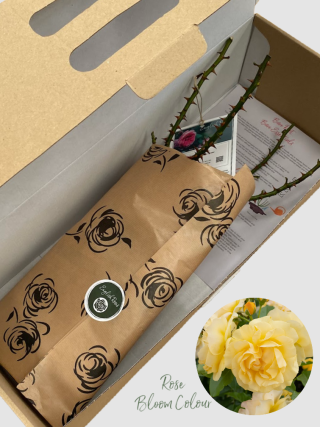 Absolutely Fabulous bare root rose