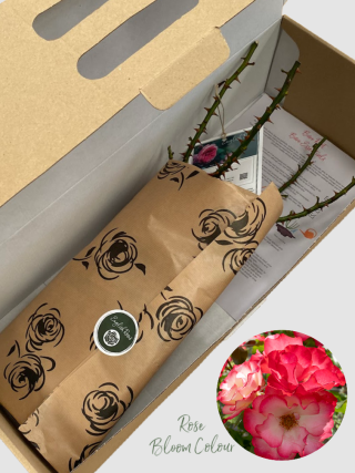 Birthday Girl bare root rose