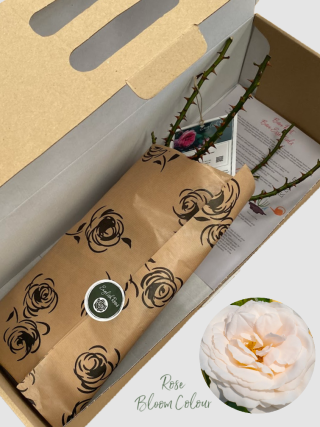 Champagne Moment bare root rose