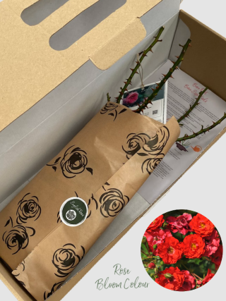 Cheerful Charlie bare root rose