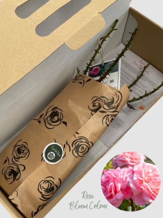 Dancing Queen bare root rose