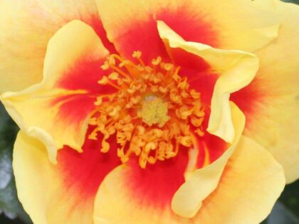 Eye Of The Tiger Rose Eye Of The Tiger Rose Image