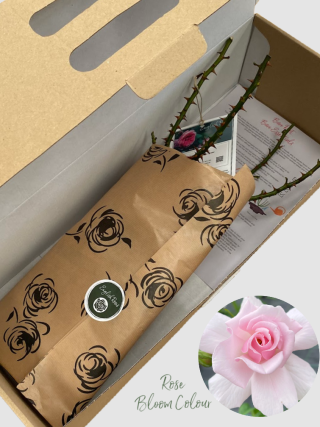 Fab @ 40 bare root rose