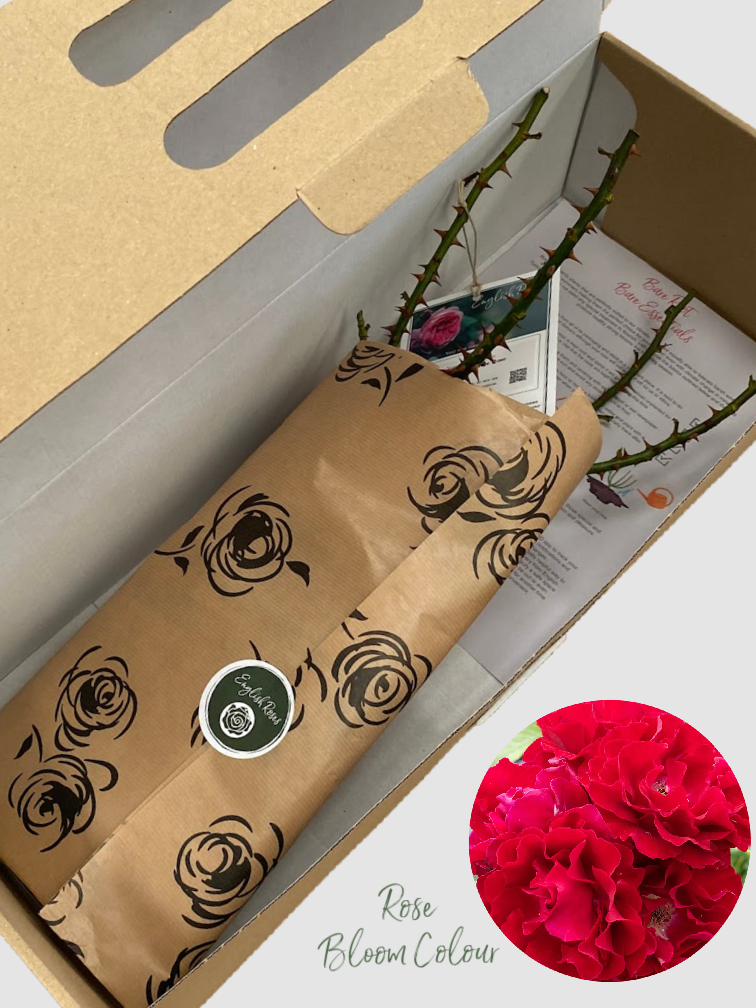 Fab @ 60 bare root rose