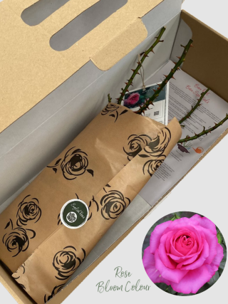 Fab @ 70 bare root rose