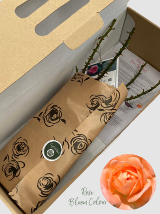 Fond Memories bare root rose (1)