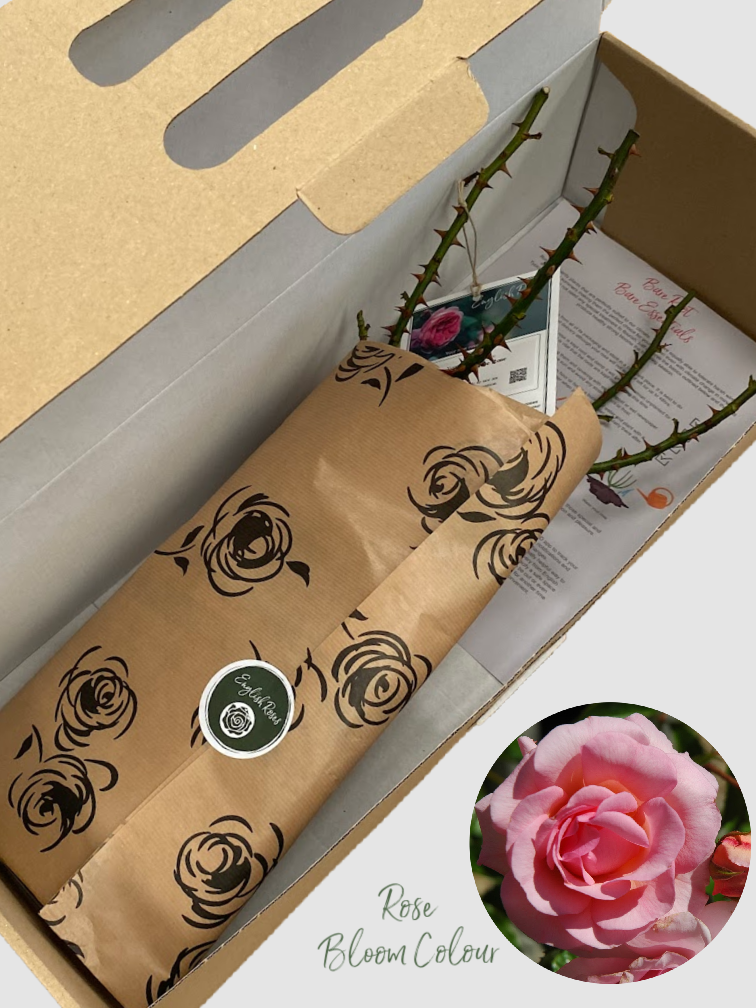 Happy Retirement bare root rose