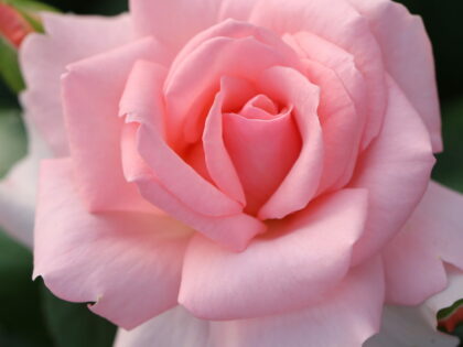 Hello Gorgeous Rose Hello Gorgeous Rose Image