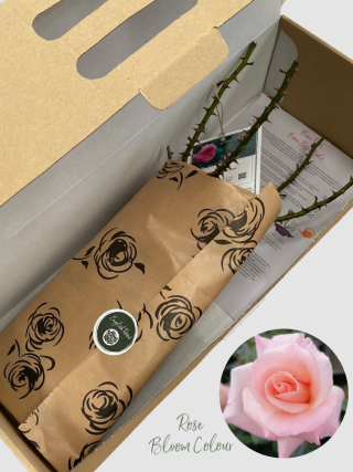 High Hopes bare root rose