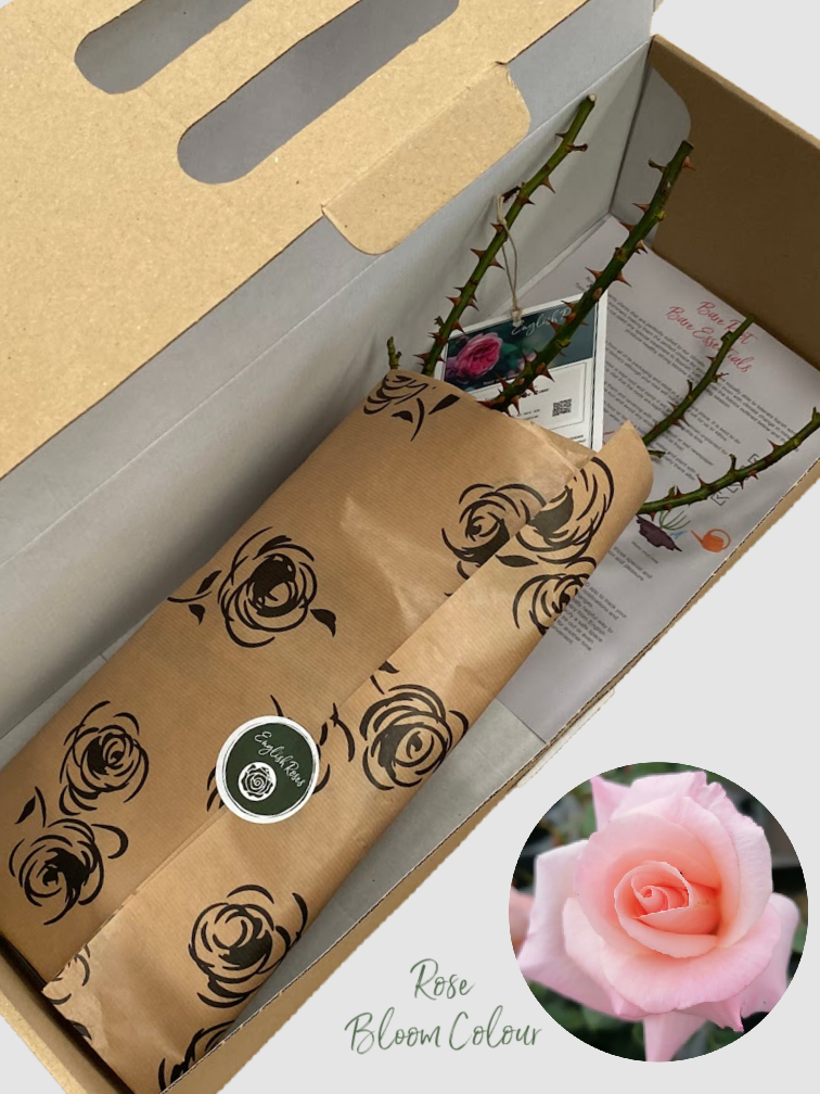 High Hopes bare root rose