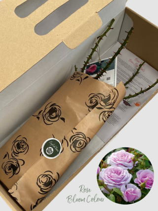 Hopes and Dreams bare root rose