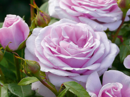 In Memory of a Special Sister - English Roses Gift In Memory of a Special Sister - English Roses Gift Image