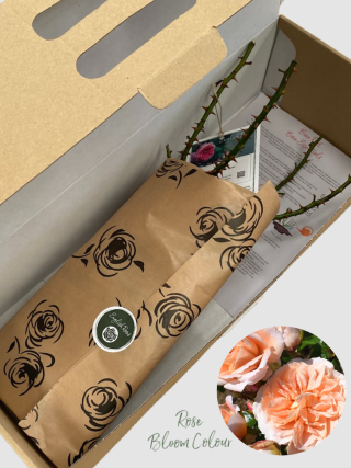 It's A Wonderful Life bare root rose