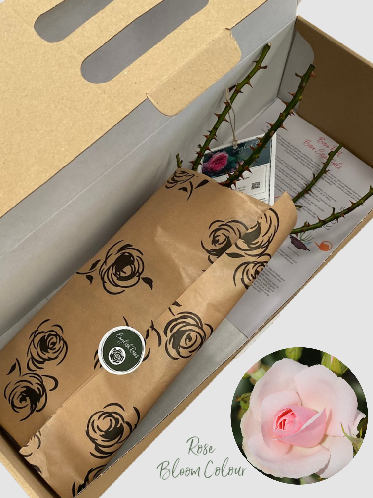 Many Happy Returns bare root rose