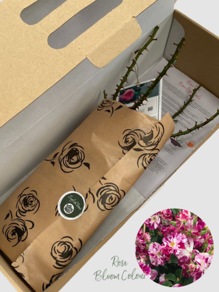 Oh Wow bare root rose