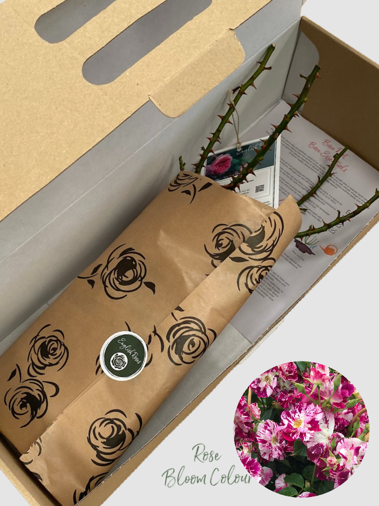 Oh Wow bare root rose