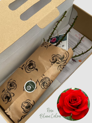 One In A Million bare root rose