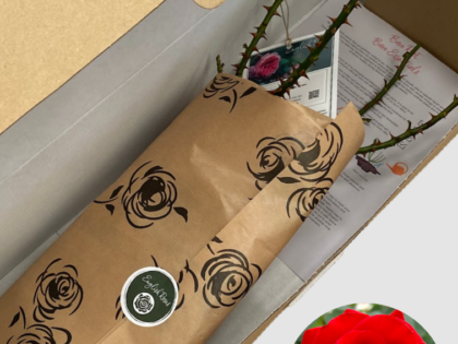 One in a Million Rose - Bare Root One in a Million Rose - Bare Root Image