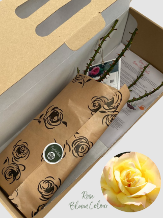 Peace bare root rose