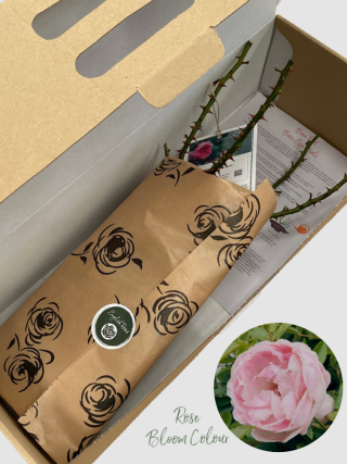 Pearl Anniversary bare root rose