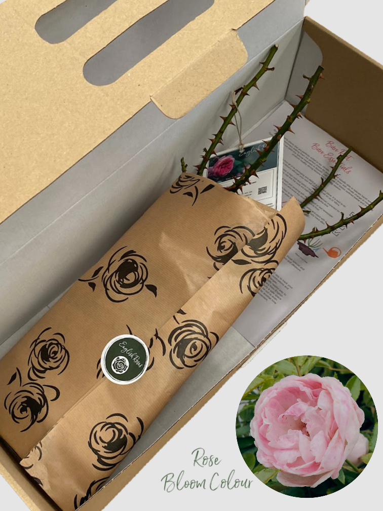 Pearl Anniversary bare root rose